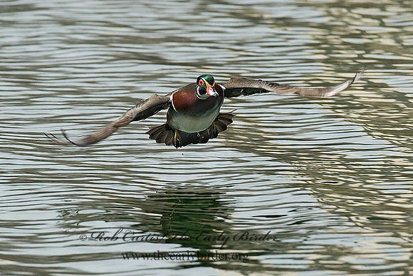 Aix sponsa  WOOD DUCK 7001936