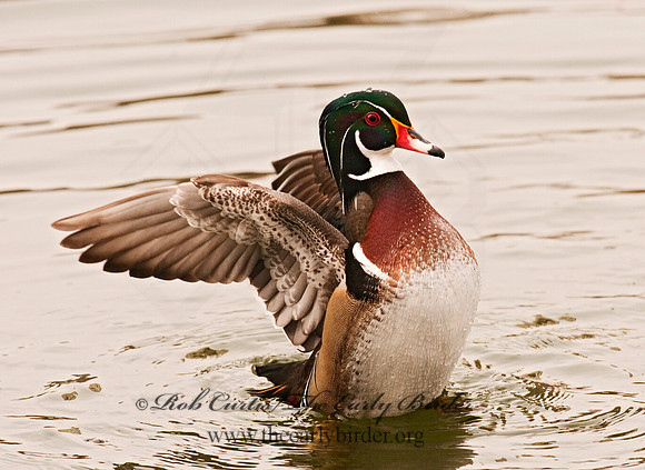 Aix sponsa  WOOD DUCK 3001431
