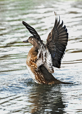Aix sponsa  WOOD DUCK 8002649a