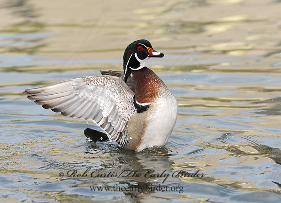 Aix sponsa  WOOD DUCK 8002656a