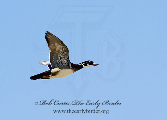 Aix sponsa  WOOD DUCK 8012194