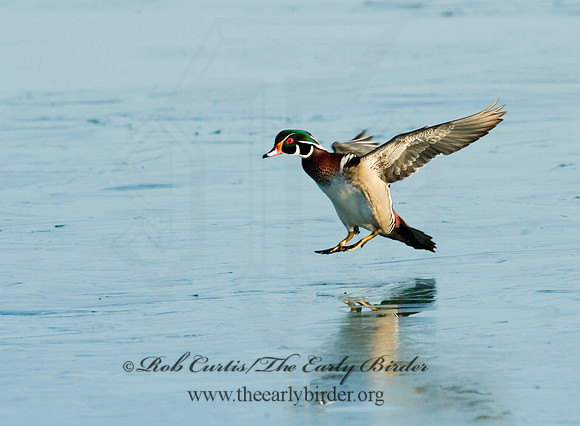 Aix sponsa  WOOD DUCK 8010912