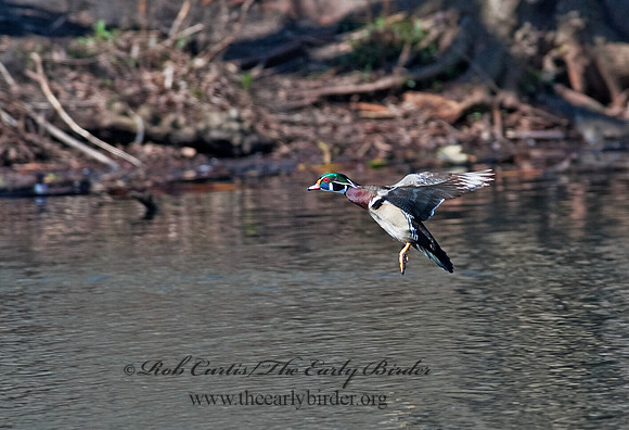 Aix sponsa  WOOD DUCK 8021596