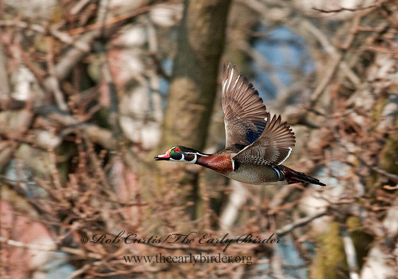 Aix sponsa  WOOD DUCK 8021722