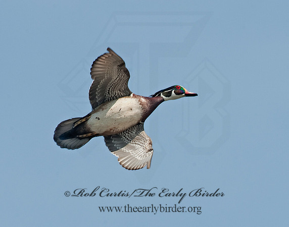 Aix sponsa  WOOD DUCK 8021746