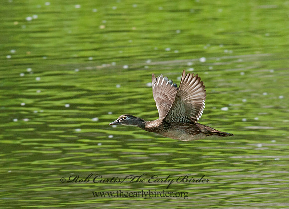 Aix sponsa  WOOD DUCK 8028515