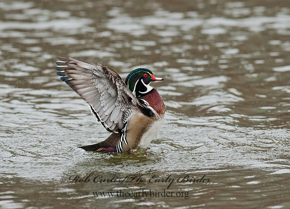Aix sponsa  WOOD DUCK 8025428