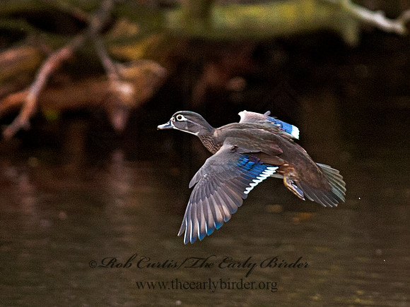 Aix sponsa  WOOD DUCK 8029599