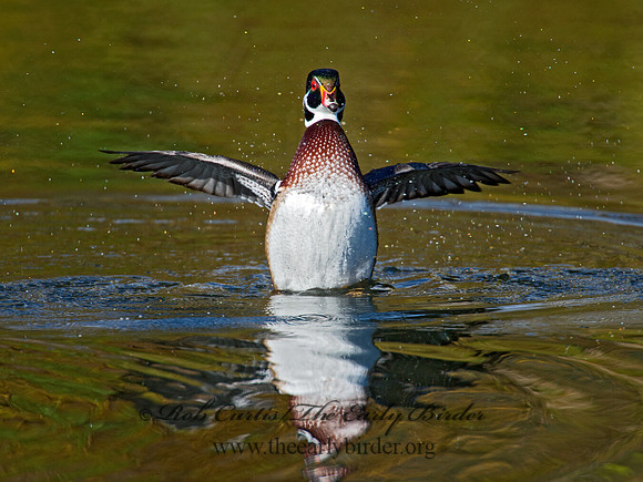 Aix sponsa  WOOD DUCK 9006426