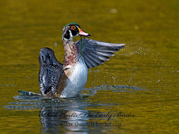 Aix sponsa  WOOD DUCK 9006649