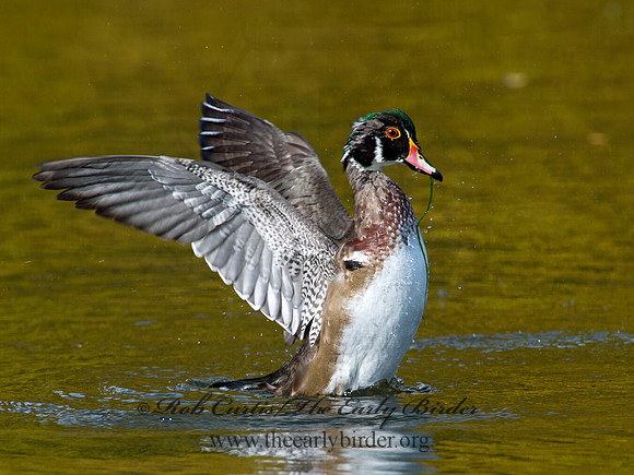 Aix sponsa  WOOD DUCK 9006653