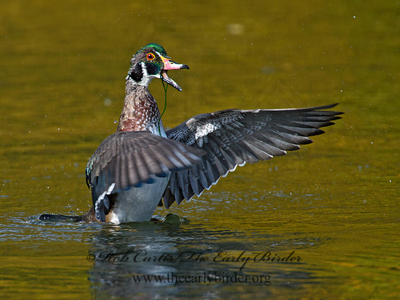 Aix sponsa  WOOD DUCK 9006651