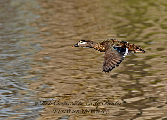 Aix sponsa  WOOD DUCK 8002639a