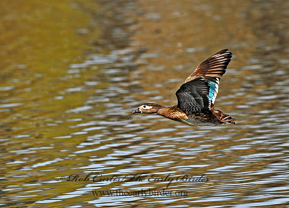 Aix sponsa  WOOD DUCK 8002640a
