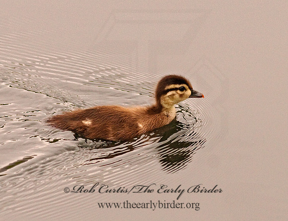 Aix sponsa  WOOD DUCK 3002171