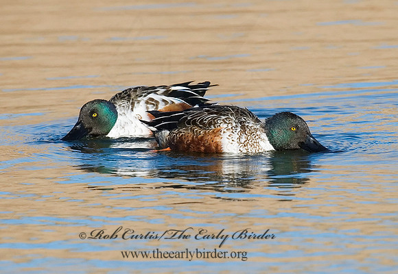 Spatula clypeata  NORTHERN SHOVELER 6028483