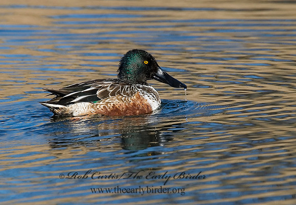 Spatula clypeata  NORTHERN SHOVELER 6028490