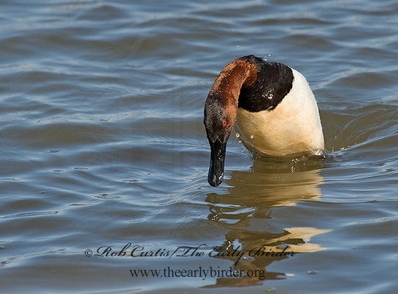 Aythya valisneria - CANVASBACK 8000761