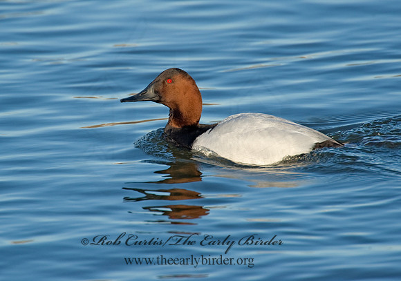 Aythya valisneria - CANVASBACK 8000551