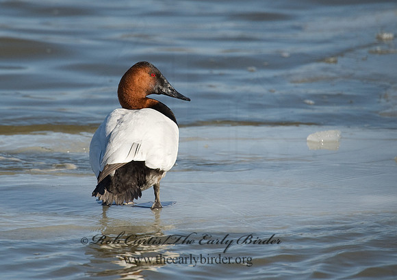 Aythya valisneria - CANVASBACK 8000763