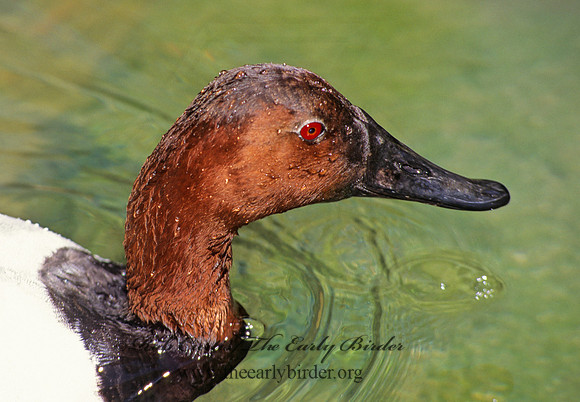 Aythya valisneria - CANVASBACK 125910