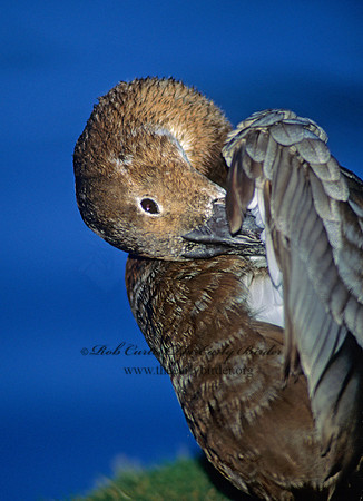 Aythya valisneria - CANVASBACK 125530