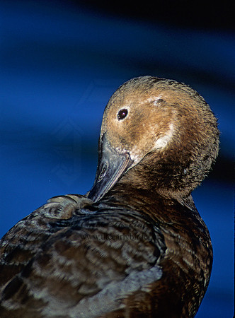 Aythya valisneria - CANVASBACK 125529
