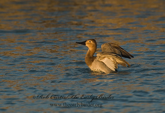 Aythya valisneria - CANVASBACK 6029501