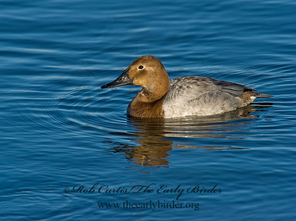 Aythya valisneria - CANVASBACK 8000441