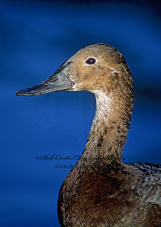 Aythya valisneria - CANVASBACK 125531