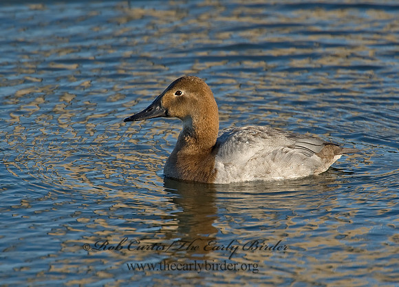Aythya valisneria - CANVASBACK 8000463