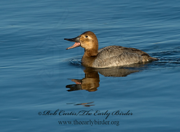 Aythya valisneria - CANVASBACK 8000472