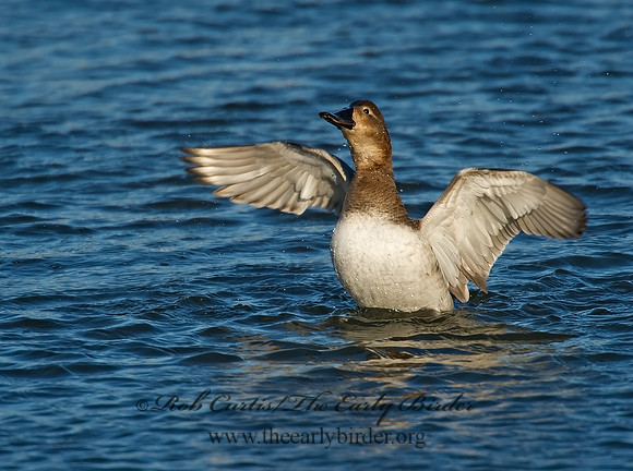 Aythya valisneria - CANVASBACK 8000491