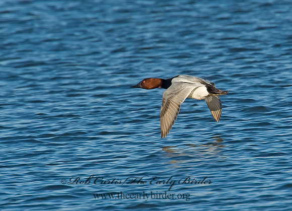 Aythya valisneria - CANVASBACK 8000475