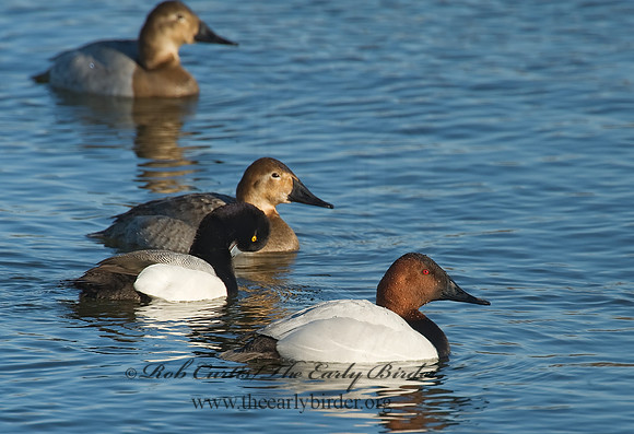 Aythya valisneria - CANVASBACK 8000456