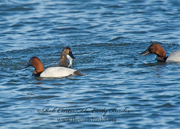 Aythya valisneria - CANVASBACK 8000498