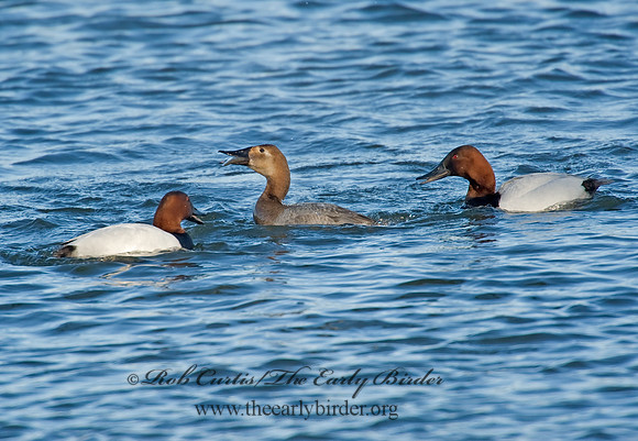Aythya valisneria - CANVASBACK 8000499