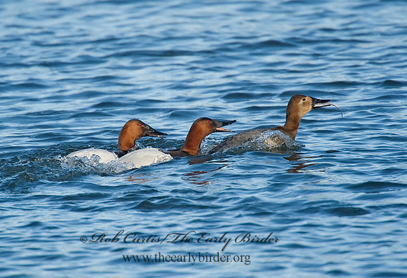 Aythya valisneria - CANVASBACK 8000503