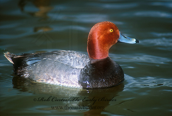 Aythya americana  REDHEAD 106024