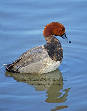 Aythya americana  REDHEAD 104934