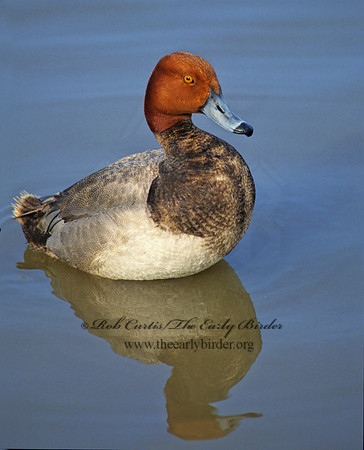 Aythya americana  REDHEAD 104933