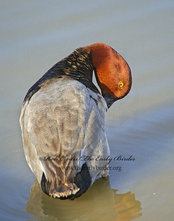 Aythya americana  REDHEAD 104935
