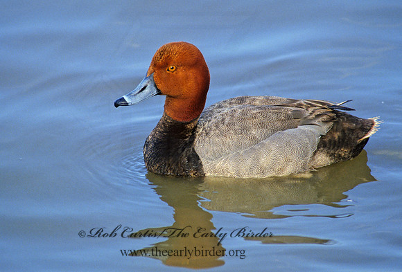 Aythya americana  REDHEAD 104932