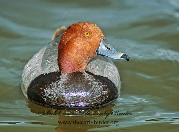 Aythya americana  REDHEAD 106025