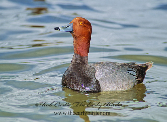 Aythya americana  REDHEAD 106111