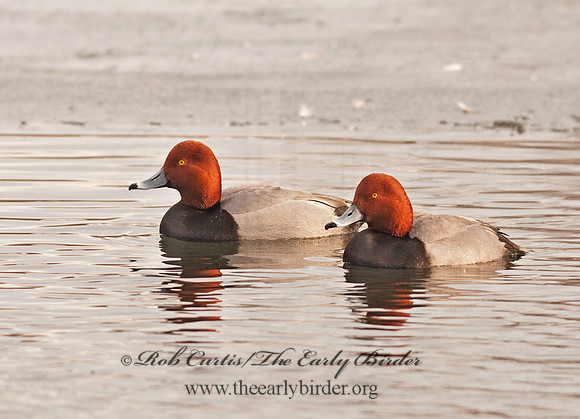 Aythya americana  REDHEAD 3001022
