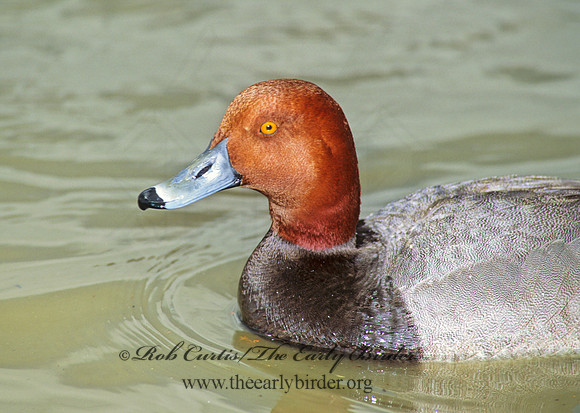 Aythya americana  REDHEAD 106113