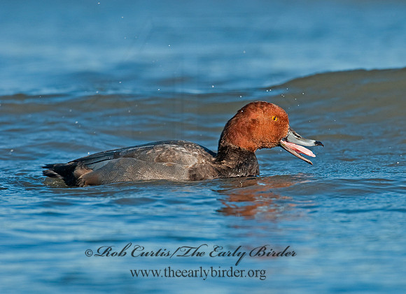 Aythya americana  REDHEAD 3005118