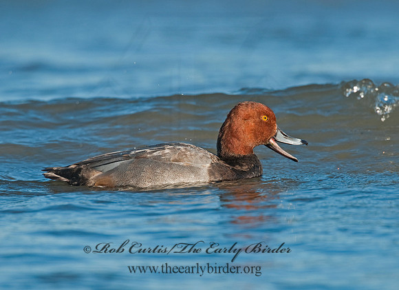 Aythya americana  REDHEAD 3005119
