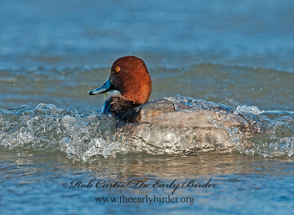 Aythya americana  REDHEAD 3005132